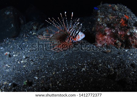 Underwater world - Lion fish, poisonous, dangerous fish, night diving. Tulamben, Bali, Indonesia.