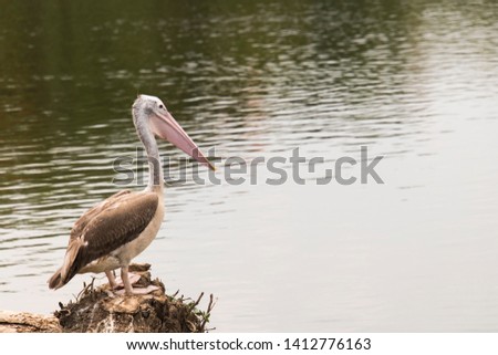 Beautiful bird. Pelican in the pond