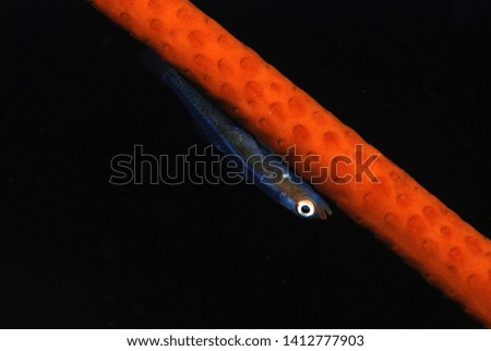 Small sea goby fish on a red coral. Night diving. Underwater macro photography. Tulamben, Bali, Indonesia.