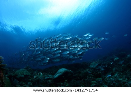 Amazing underwater world - Bigeye Trevally (Caranx sexfasciatus). A big school of fish. Diving, wide angle photography. Raja Ampat, Indonesia. 