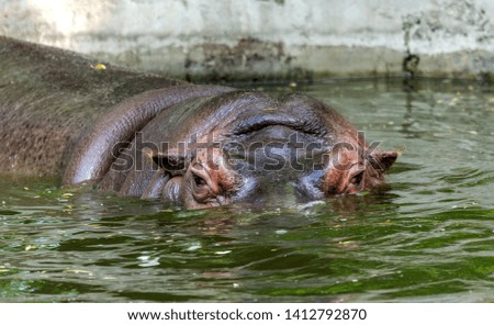 Common hippopotamus in the water. African herbivorous aquatic mammals hippopotamus swimming in water, nose and eyes stuck out to the air