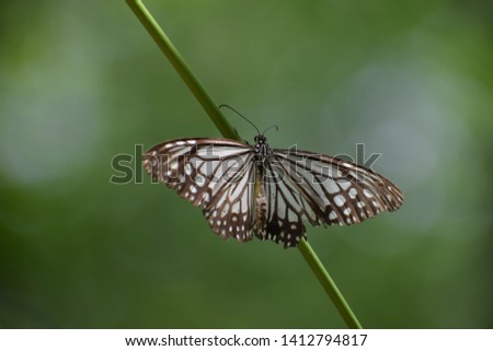 Image of a butterfly  glassy tiger on twig with blurry background. Parantica aglea. Blurred nature green background. Closeup butterfly