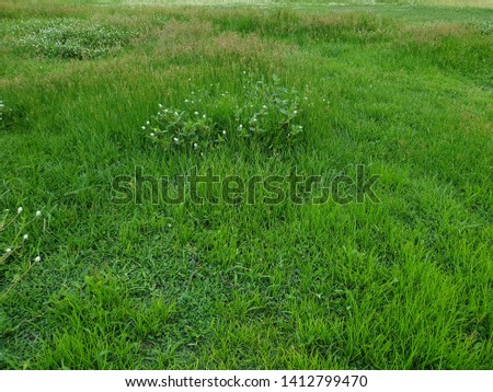 Green grass feild with little white daisy grass flower in a beautiful park on green grass background