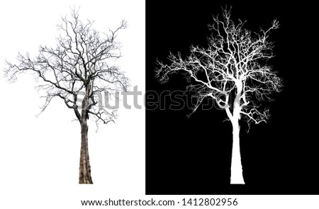 single tree without leaf with clipping path on white background and alpha channel