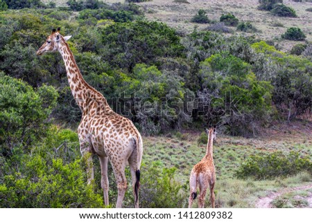 The African giraffe in the Amakhala Game Reserve