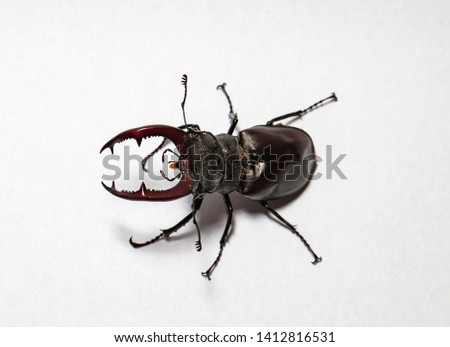 large stag beetle, studio photography
