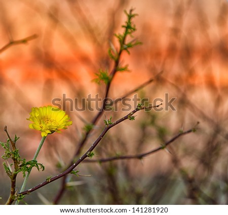Image of a Beautiful Yellow Desert Wildflower
