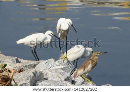 Group of water birds at a pond. Constantly planning on fishes at brim for the pleasant lunch. Egrets and brown colored pond heron.