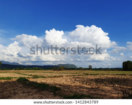 New born rice fields Green rice fields, sky and clouds in the countryside
In the rainy season, jasmine rice in Thailand