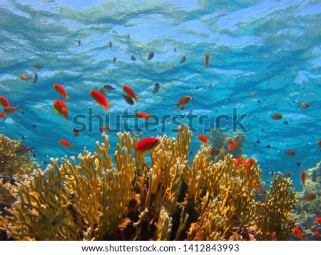 Yellow coral reef and school of swimming red fish (Anthias). Snorkeling with corals and fish, underwater photography. Colorful tropical marine wildlife. Aquatic life picture.