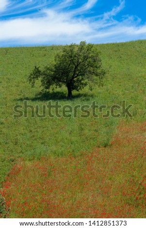 flowering fields in spring Italian hills and mountains