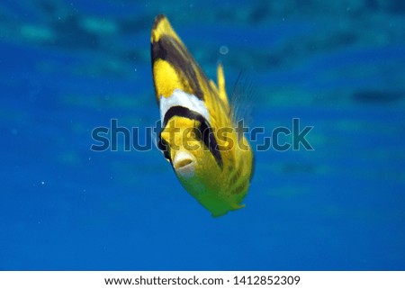 Chaetodon fasciatus Fish, Diagonal-lined butterflyfish in Red Sea