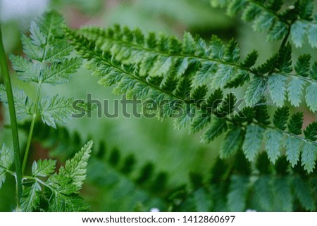 composition of small white flowers and fern leaf on green blur background with sun rays and blur effects. decorative background