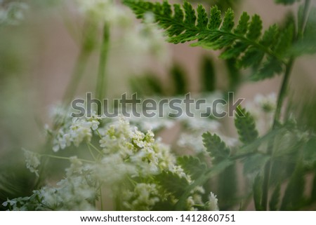 composition of small white flowers and fern leaf on green blur background with sun rays and blur effects. decorative background