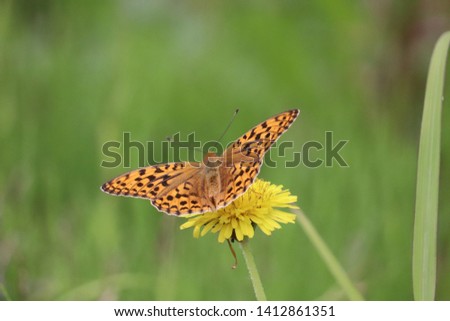 In the forest of the fritillary