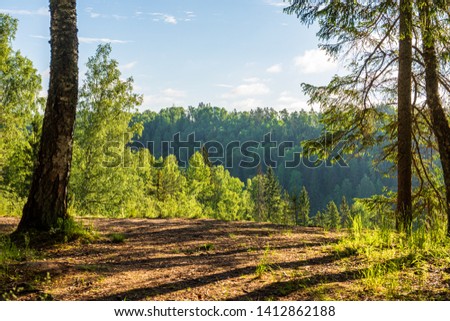 tree trunks in sunny summer forest with shadows and sun rays in background