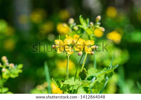random color summer flowers in green meadow under the sun with blur background