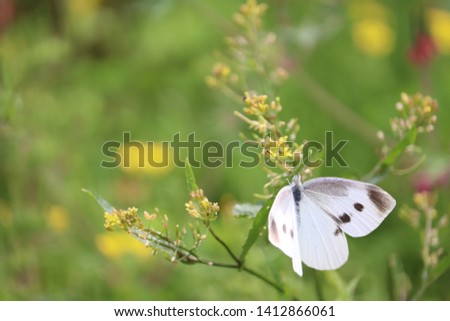 In the forest of the cabbage butterfly