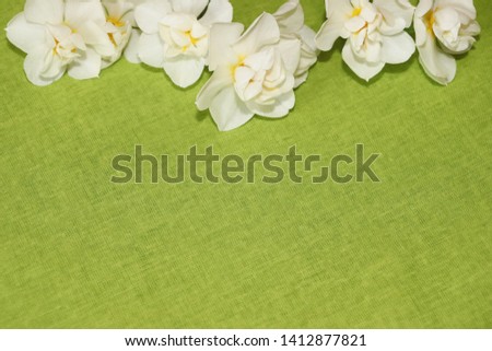 White terry daffodils close-up on green fabric background