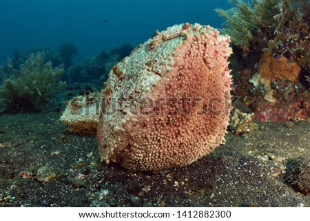Giant sea cucumber crawling on the sea bottom. Underwater world, ecosystem, diving. Tulamben, Bali, Indonesia.