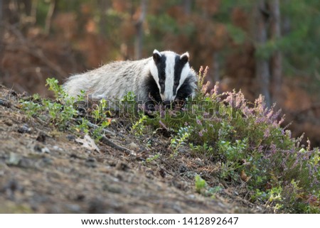 adorable eurasian badger in blooming heather in autumn forest