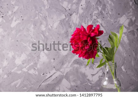 Red beautiful spring peony in a bottle on a gray minimalist textured background. Copy space