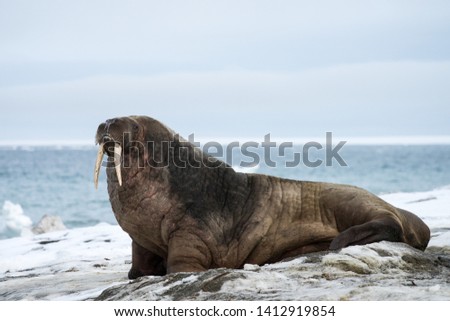 Walrus isolated on Svalbard coast