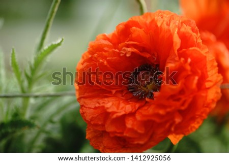 Beautiful Single Flower Head, Red Ranunculus Shining Satin/Silk Poppy Blossoms with Detailed Texture, Blooming Poppies on a Sunrise
