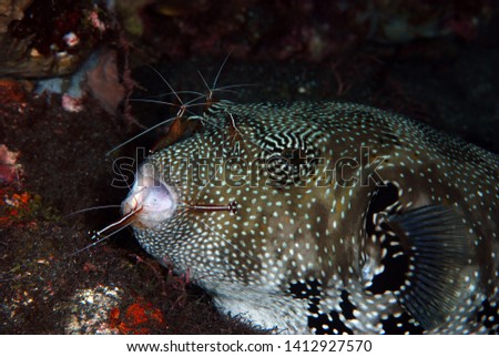 Amazing underwater world - Puﬀer fish at the cleaning station live together with cleaner shrimp. Underwater symbiosis. Tulamben, Bali, Indonesia. 