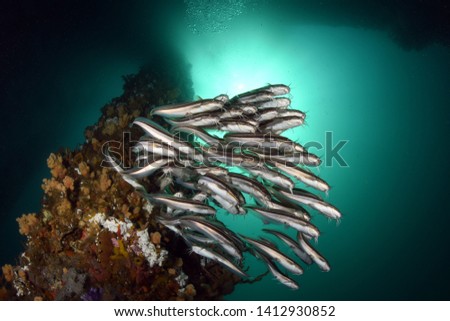 Amazing underwater world - a big school of cat fish under the jetty. Wide angle photography. Jetty, Padang Bay, Bali, Indonesia.