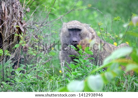 Baboon Monkey Papio Anubis in the Nature