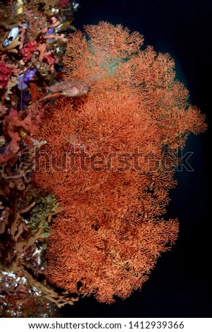 Amazing underwater world - huge soft and hard corals under the jetty. Diving, wide angle photography. Jetty dive site, Padang Bay, Indonesia.