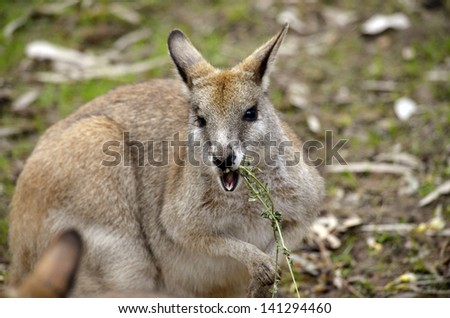 this is an agile wallaby enjoying lunch