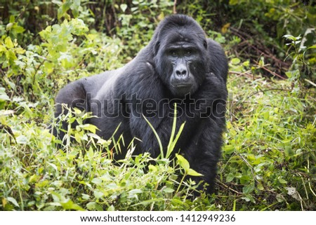 Mountain gorilla stands in rich vegetation and looks towards camera in Bwindi Impenetrable National Park in Uganda Royalty-Free Stock Photo #1412949236