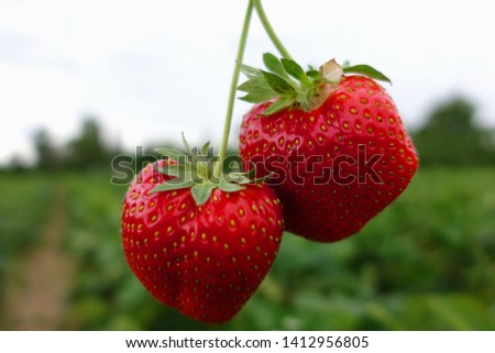 Close up red strawberries on blurred background,                               
