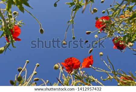 Red poppy flowers against a clear blue sky and a bee flying between the flowers, picture taken from below (low depth of field)