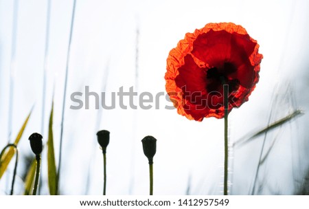 Close up of a red poppy flower against a light background (picture taken with backlight, low depth of field)