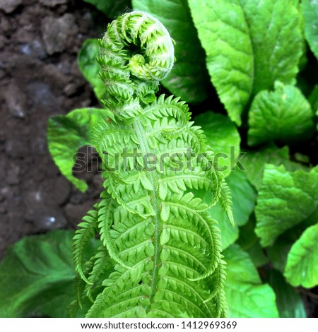 Macro photo of nature plant fern. Background texture blooming forest fern. Image of green fern