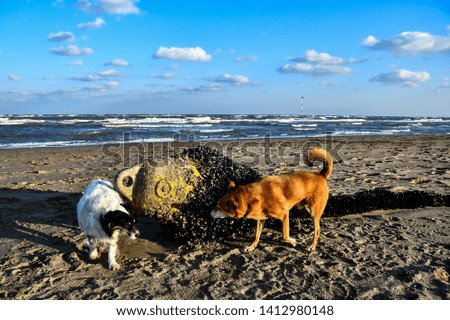 dog on beach, beautiful photo digital picture
