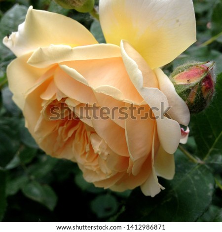 Macro photo nature plant flower yellow rose. Background texture blooming flower yellow rose. Image of a rose bud with yellow petals