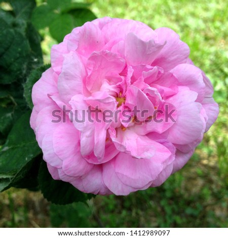 Macro photo of nature plant flower wild rose. Background texture blooming flower pink rose. Image of a bud of wild tea rose with pink petals