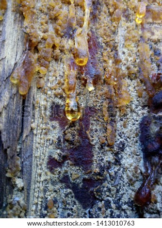 healing juice dripping from coniferous tree