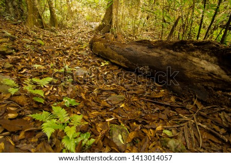 Rough path of the rain forest in Agumbe, India