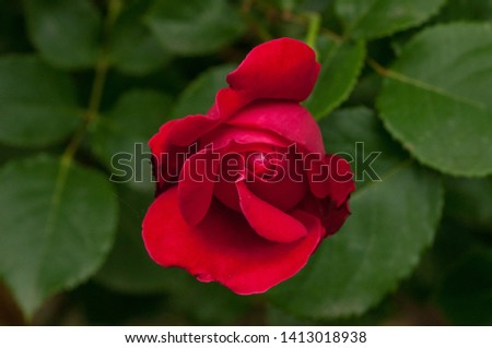 Beautiful red rose with green leaves in nature.Background