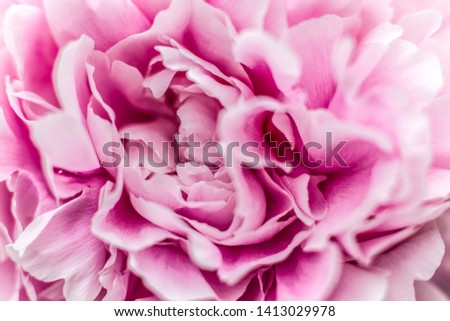 Beautiful close-up of a pink paeonia, peony