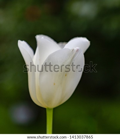 A closde-up picture of a tulip in the Volksgarten (Vienna).