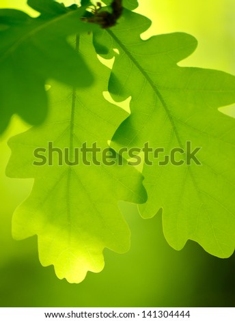 Spring Green Oak Leaves Over Blurred Bright Background