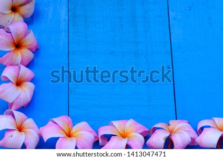 Pink and white plumeria flowers, frangipani, tropical flowers, blue wooden background.