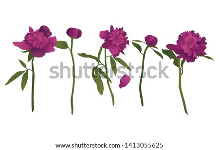 Vector illustration of flowers. Pink peonies.