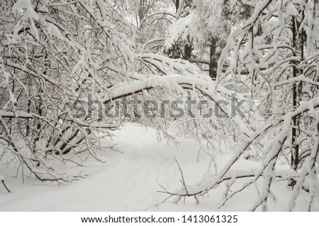 Beautiful wintry forest after heavy snow storm